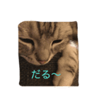 ニャンコの本音（個別スタンプ：5）
