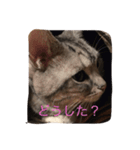ニャンコの本音（個別スタンプ：7）