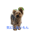 YORKIE YORKIE（個別スタンプ：1）