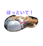 YORKIE YORKIE（個別スタンプ：2）