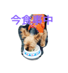 YORKIE YORKIE（個別スタンプ：4）