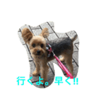YORKIE YORKIE（個別スタンプ：5）