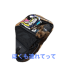 YORKIE YORKIE（個別スタンプ：6）