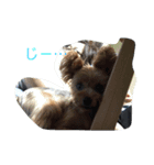 YORKIE YORKIE（個別スタンプ：7）