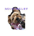 YORKIE YORKIE（個別スタンプ：8）