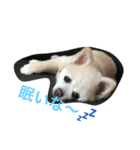 himepome（個別スタンプ：4）