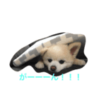 himepome（個別スタンプ：5）