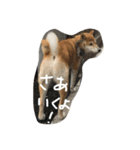 大好き豆次郎（個別スタンプ：3）