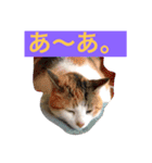 シナモン（個別スタンプ：2）
