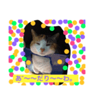 シナモン（個別スタンプ：7）