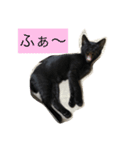鍵しっぽのクロネちゃん（個別スタンプ：1）