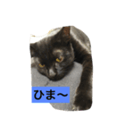 鍵しっぽのクロネちゃん（個別スタンプ：4）