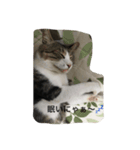 かわいい 私の猫ちゃん（個別スタンプ：4）