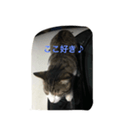 かわいい 私の猫ちゃん（個別スタンプ：6）
