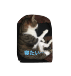 かわいい 私の猫ちゃん（個別スタンプ：7）