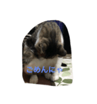 かわいい 私の猫ちゃん（個別スタンプ：8）