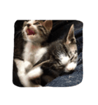 子猫産まれました。（個別スタンプ：2）