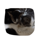 子猫産まれました。（個別スタンプ：3）