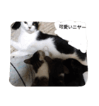 子猫産まれました。（個別スタンプ：4）