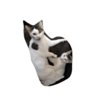 子猫産まれました。（個別スタンプ：5）