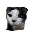 子猫産まれました。（個別スタンプ：6）