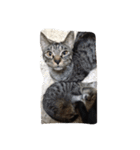 子猫産まれました。（個別スタンプ：8）