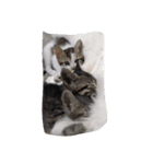 子猫産まれました。（個別スタンプ：9）