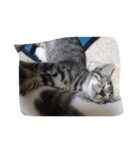 子猫産まれました。（個別スタンプ：10）
