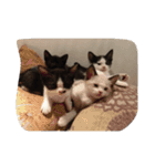 子猫産まれました。（個別スタンプ：11）