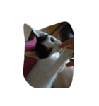 子猫産まれました。（個別スタンプ：12）