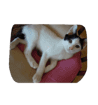 子猫産まれました。（個別スタンプ：13）