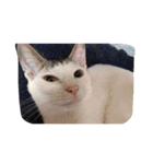 子猫産まれました。（個別スタンプ：14）