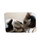 子猫産まれました。（個別スタンプ：15）