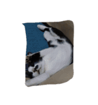 子猫産まれました。（個別スタンプ：16）