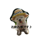 very pretty chihuahua（個別スタンプ：1）