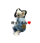 very pretty chihuahua（個別スタンプ：2）