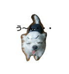very pretty chihuahua（個別スタンプ：3）