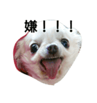 very pretty chihuahua（個別スタンプ：4）