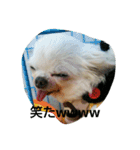 very pretty chihuahua（個別スタンプ：5）