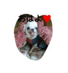 very pretty chihuahua（個別スタンプ：6）