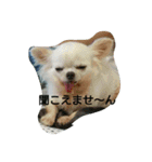 very pretty chihuahua（個別スタンプ：7）