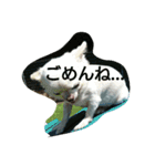 very pretty chihuahua（個別スタンプ：8）