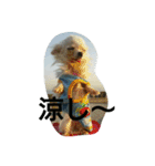 very pretty chihuahua（個別スタンプ：9）