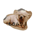 very pretty chihuahua（個別スタンプ：10）
