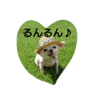 very pretty chihuahua（個別スタンプ：11）