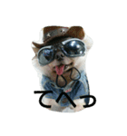 very pretty chihuahua（個別スタンプ：13）