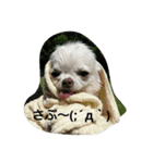 very pretty chihuahua（個別スタンプ：14）