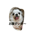 very pretty chihuahua（個別スタンプ：15）