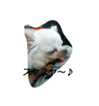very pretty chihuahua（個別スタンプ：16）