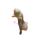 mocota（個別スタンプ：3）